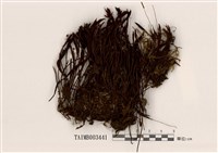 藏品(小金髮苔屬)的圖片